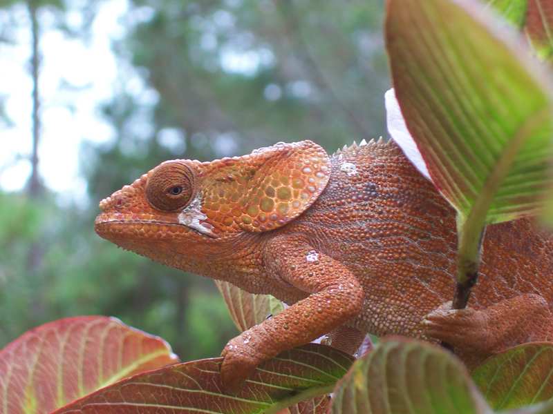 Camaleonte