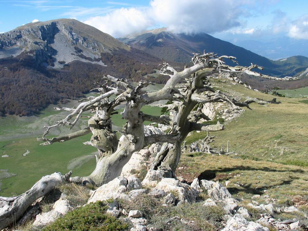 Pollino