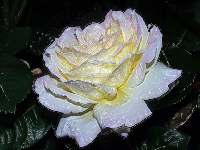 Night Rose