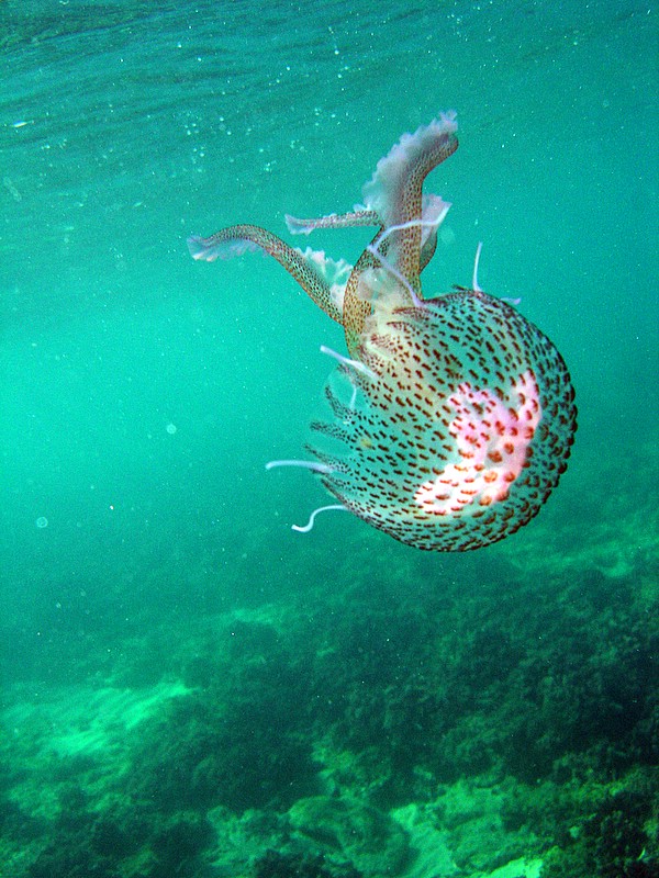 Pelagia noctiluca