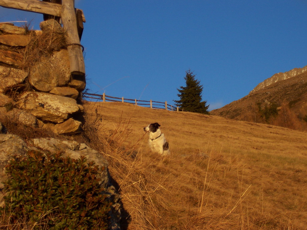 Kimba