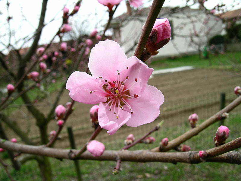 Caluso, Pesco in fiore