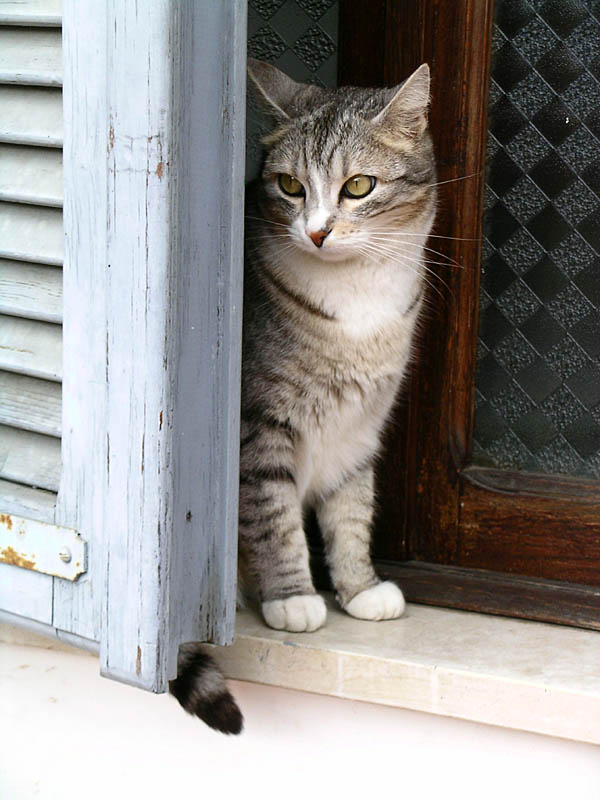 Caluso, Holly