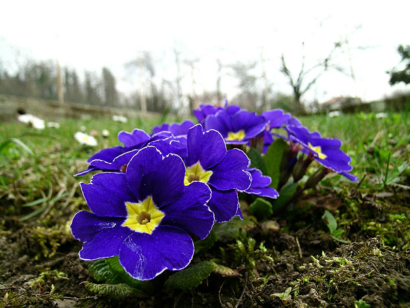 Caluso, fiori di campo