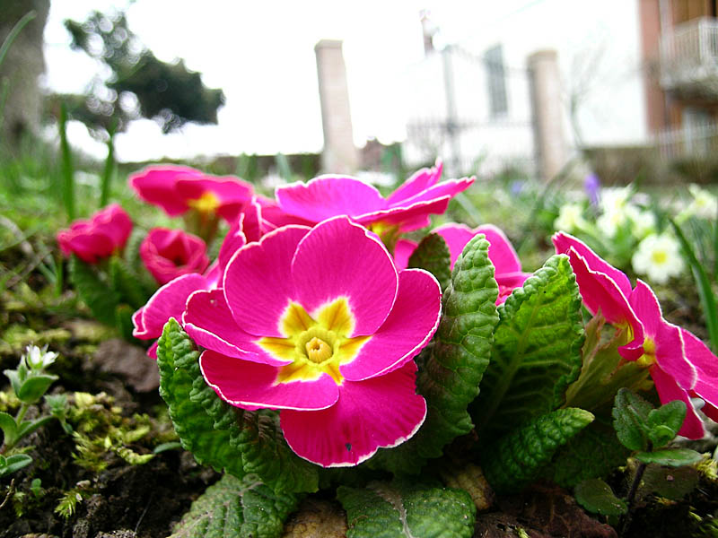 Caluso, Fiori di campo 2