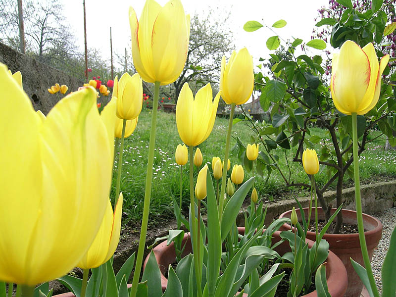 Caluso, Tulipani