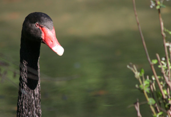 cigno