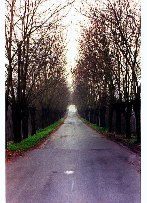 viale alberato