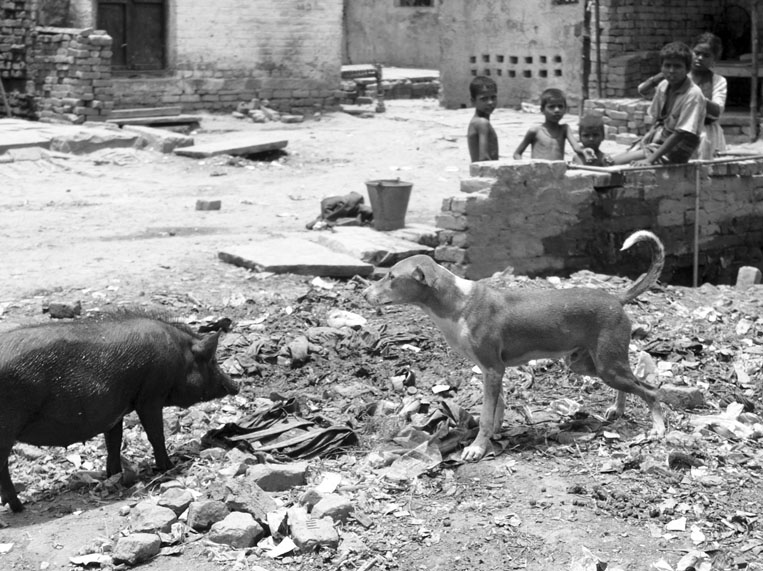 Cani e Porci