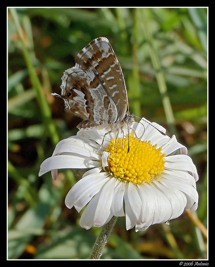 Farfalla