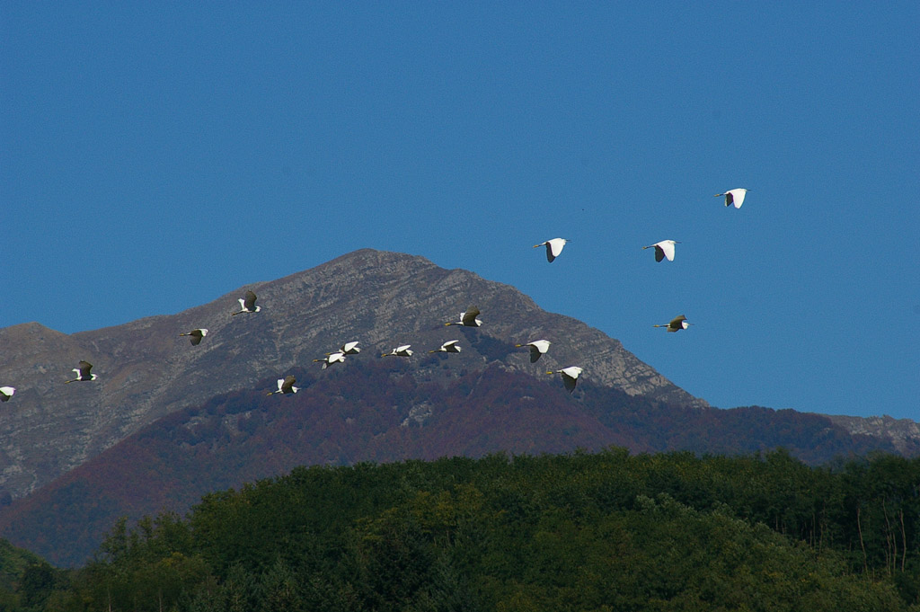 Al volo