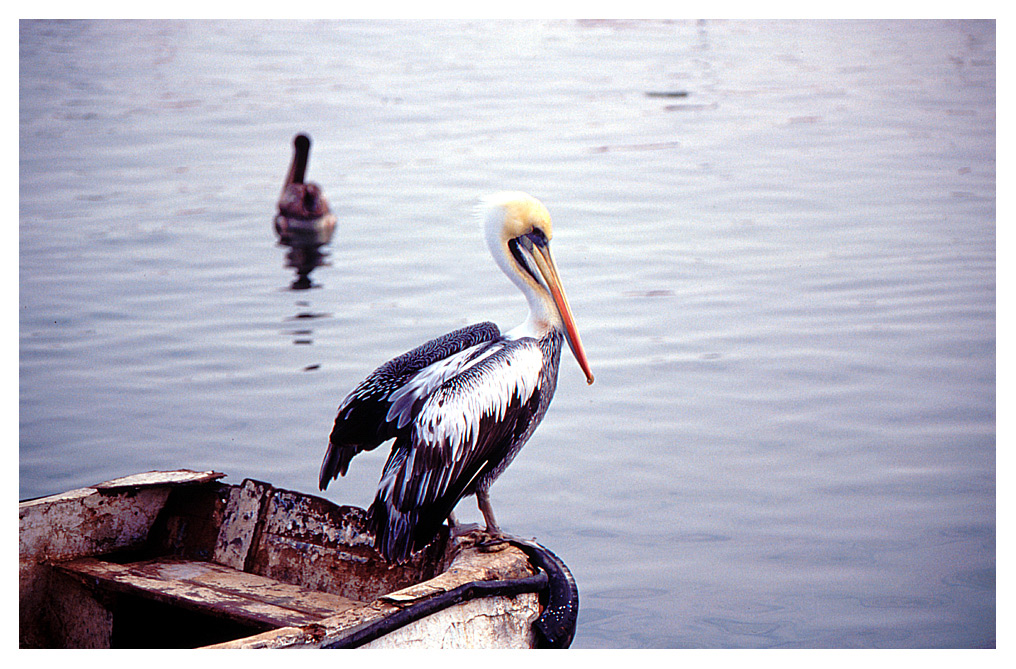 Pellicano