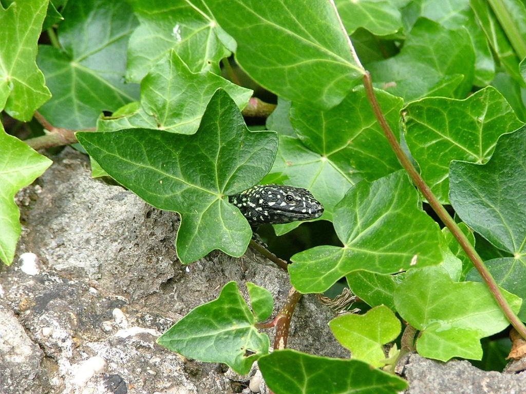 Capolino