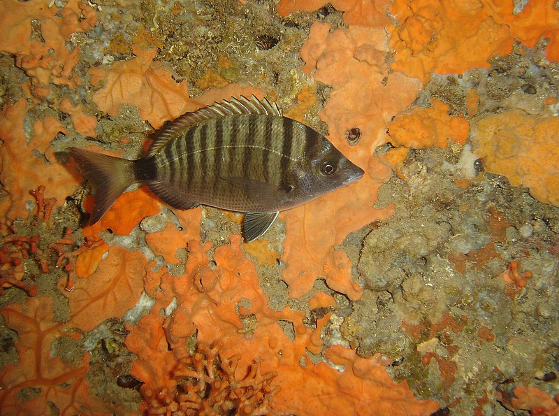 Sarago in grotta