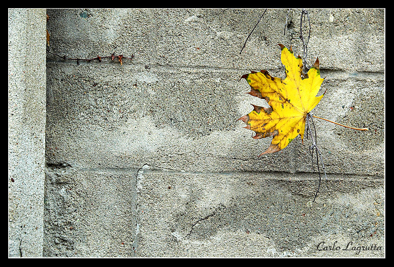 Autunno... al muro