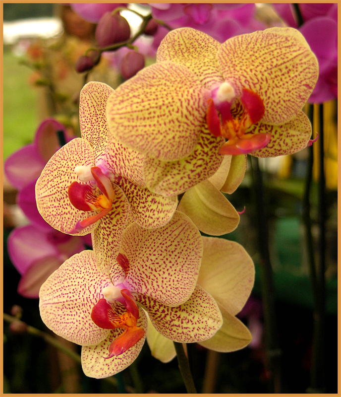 Orchidea 2