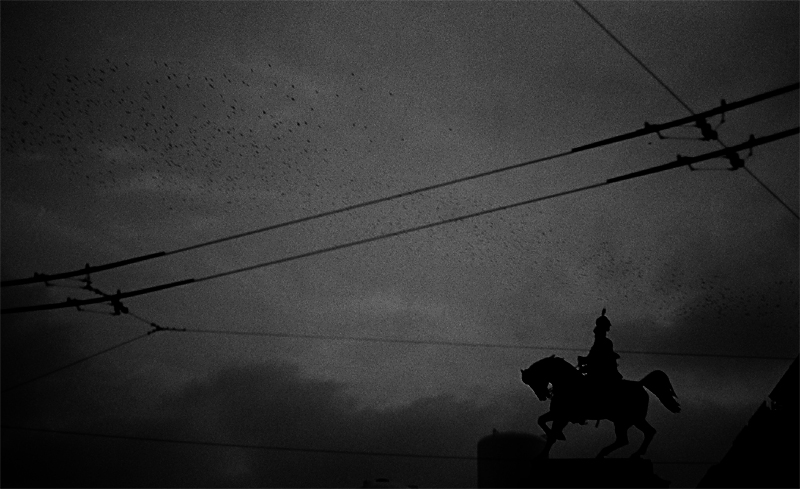Birds
