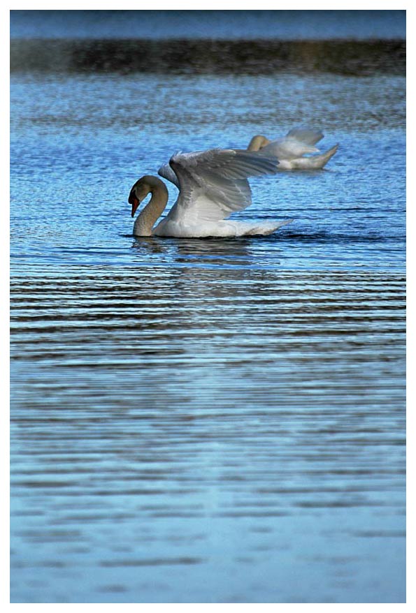 cigno