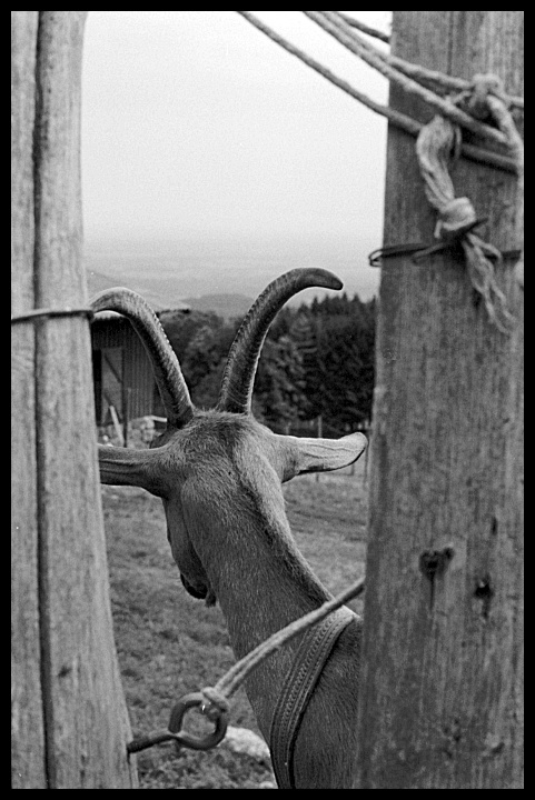 Guardando il panorama