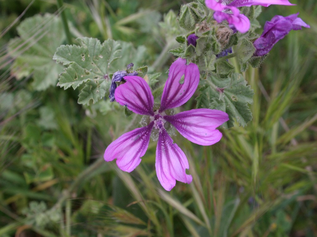 Fiore selvatico 1