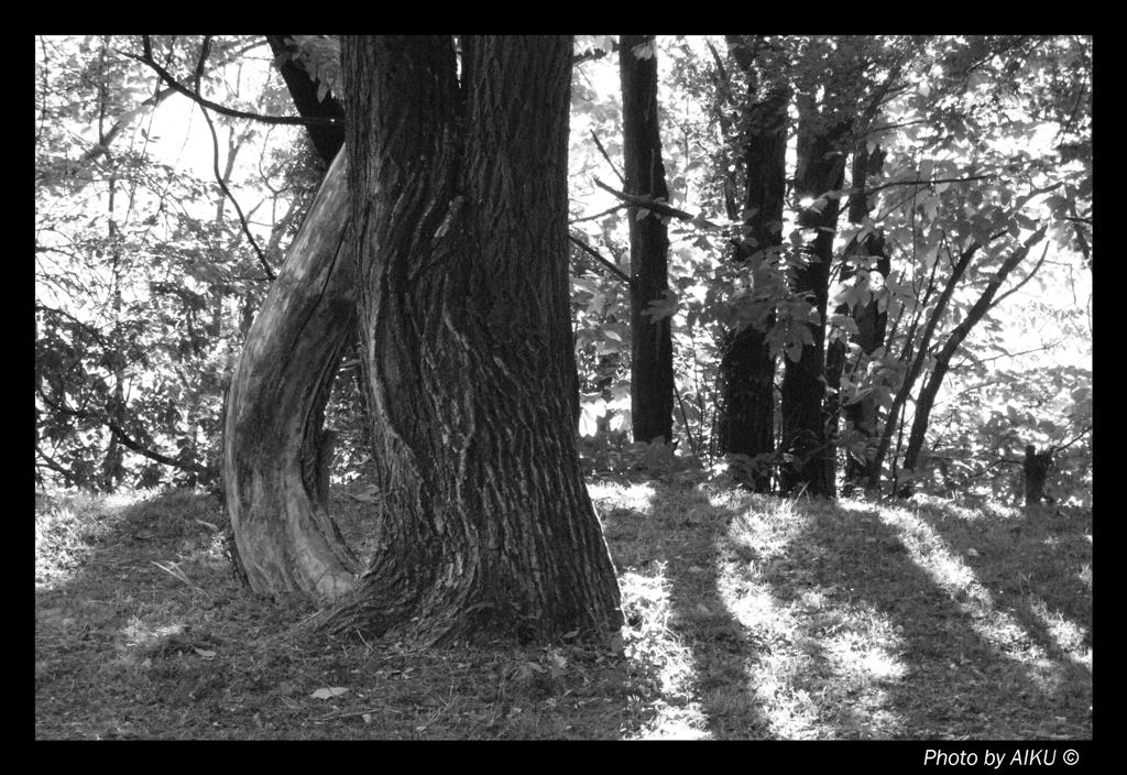 Wood B&W 2