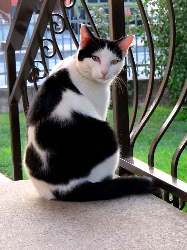 micia bellissima