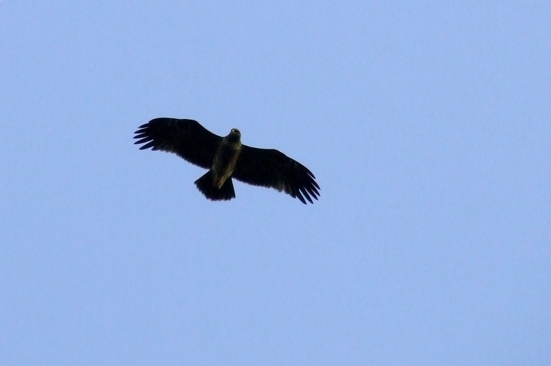 aquila pomarina