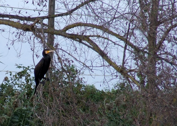 Cormorano sul ramo