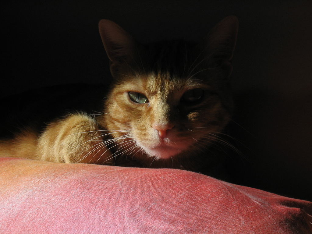 rosso sclero