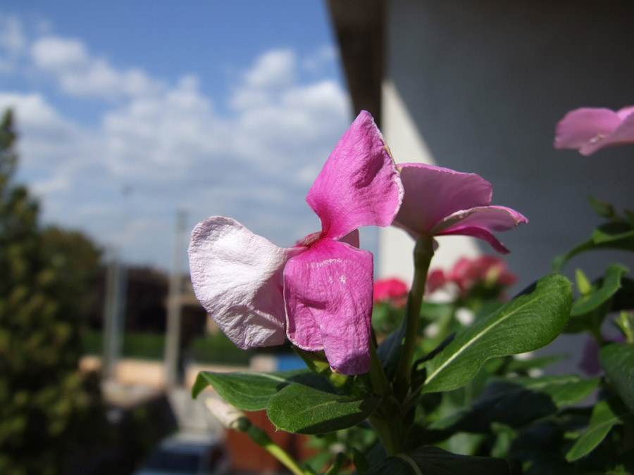 Petali