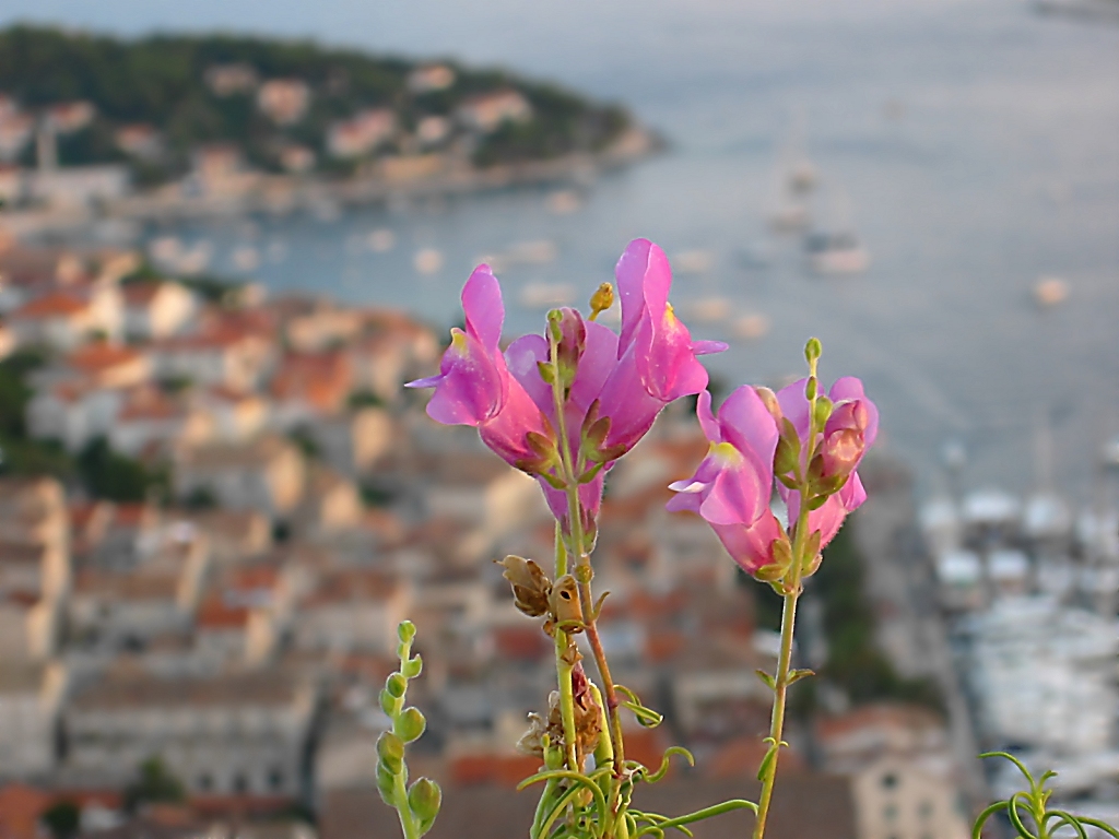 Fiore Croato