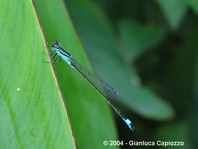 Libellula