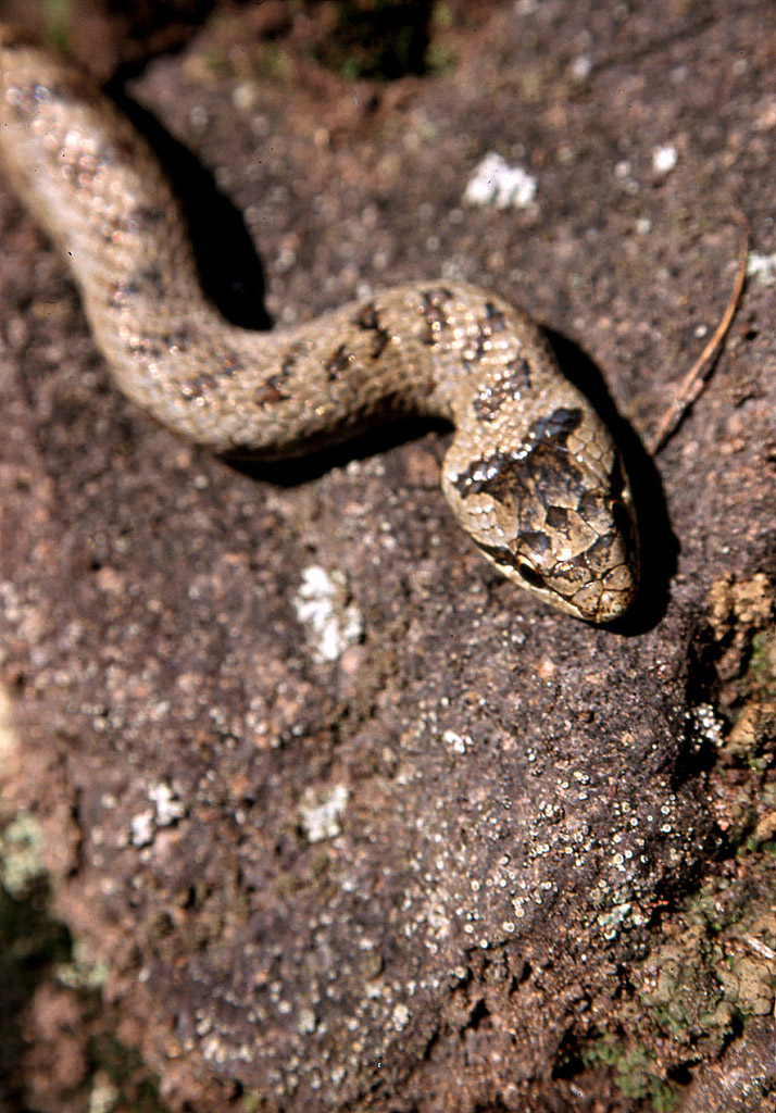Serpente_01