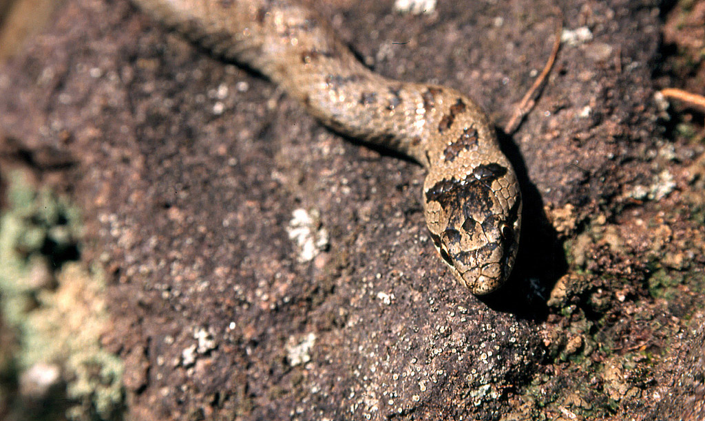 Serpente_02