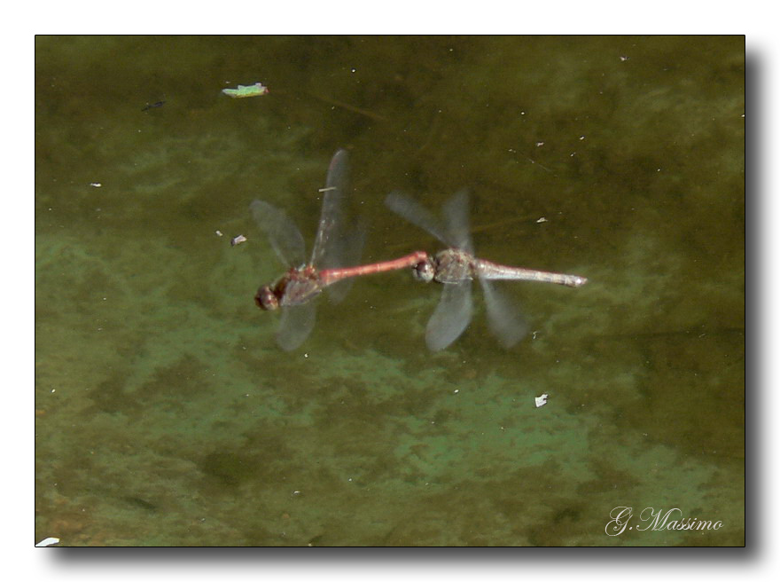 In Volo 3