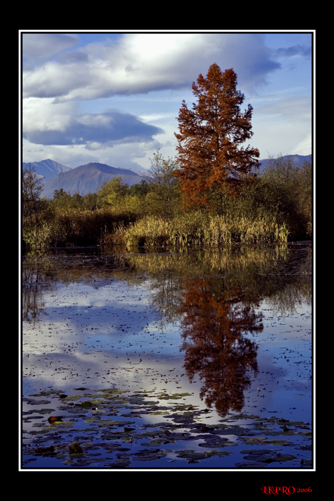 riflessi