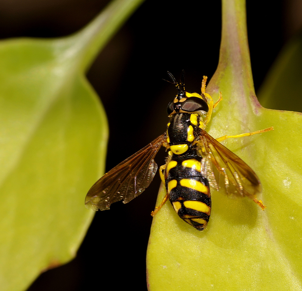 Chrysotoxum festivum
