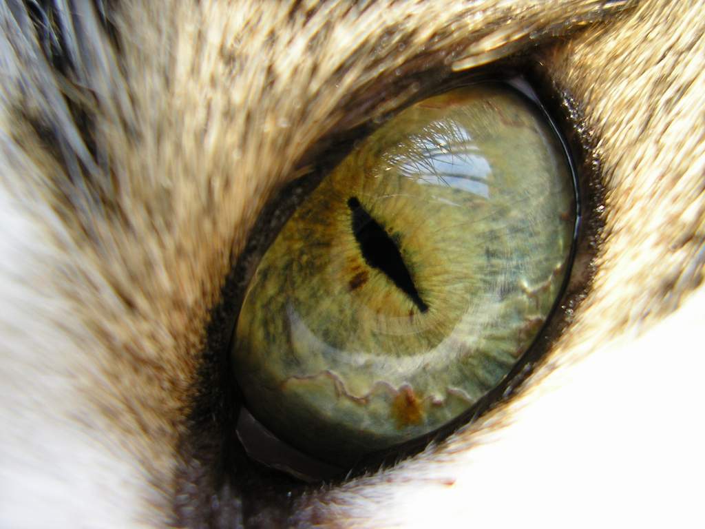 cat eye