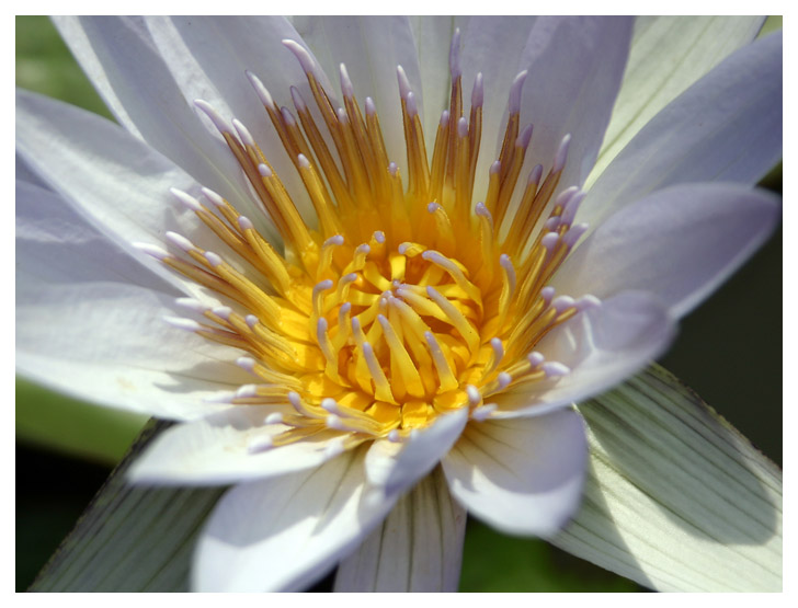 Giallo e Bianco