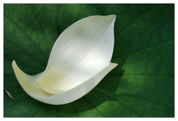 Petalo