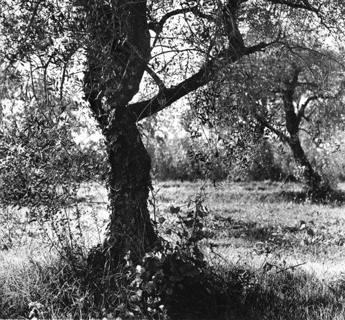 Legno 2