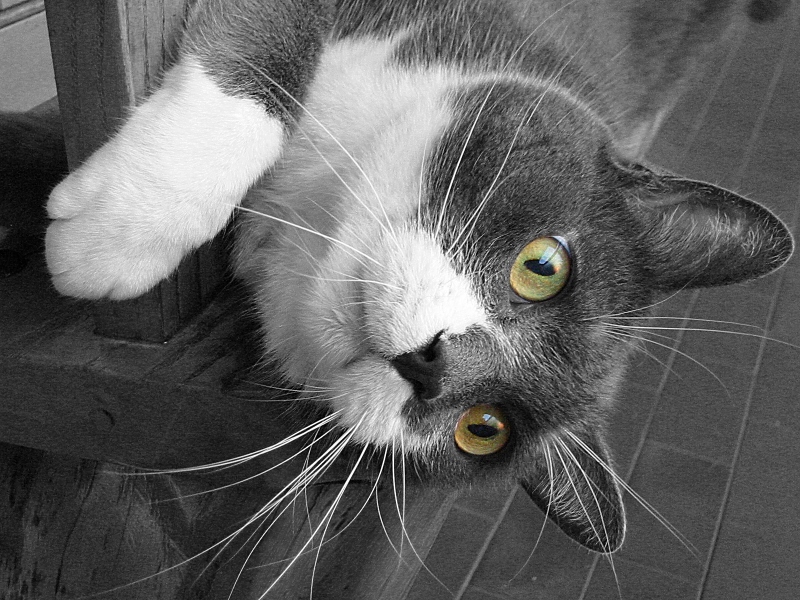 Occhi di Gatto