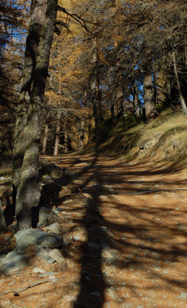 vieni c' una strada nel bosco