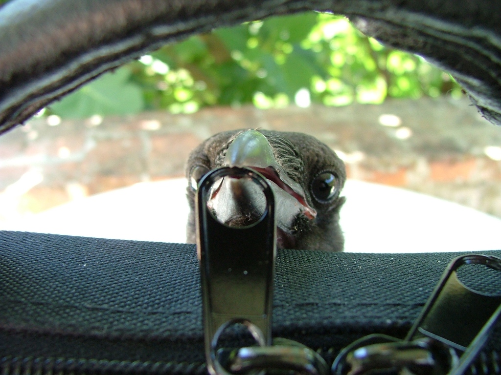 Cornacchia Curiosa