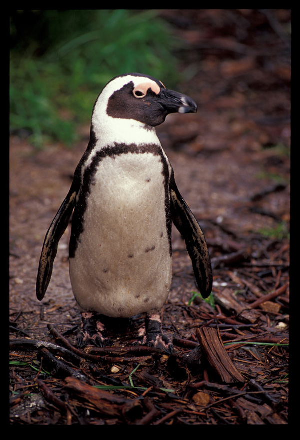 pinguino