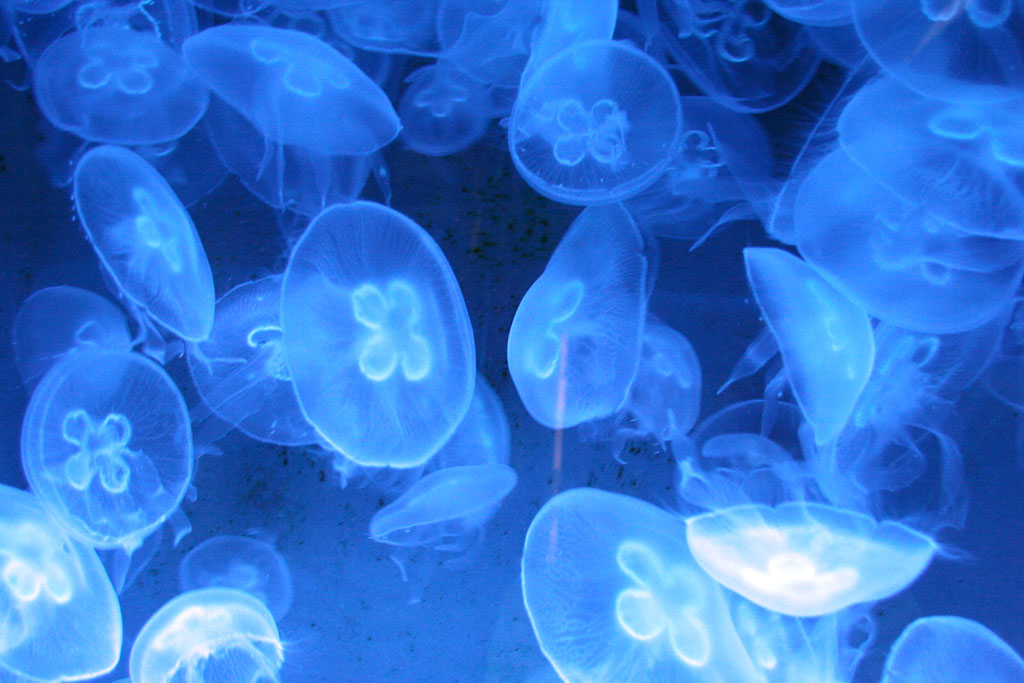 Meduse