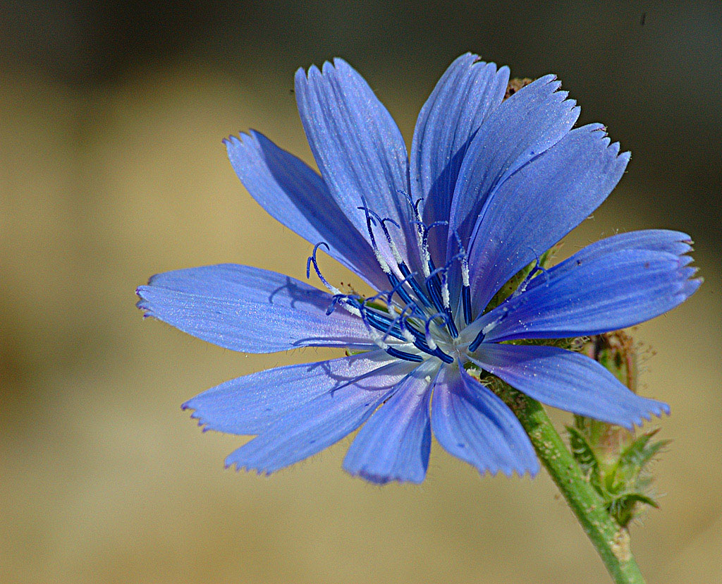 fiore colorato