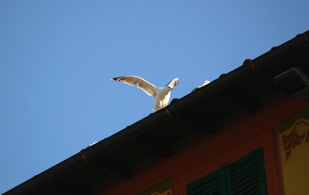 Gabbiano2