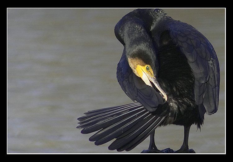 Cormorano