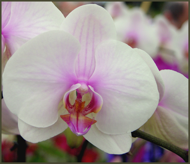 Orchidea 3